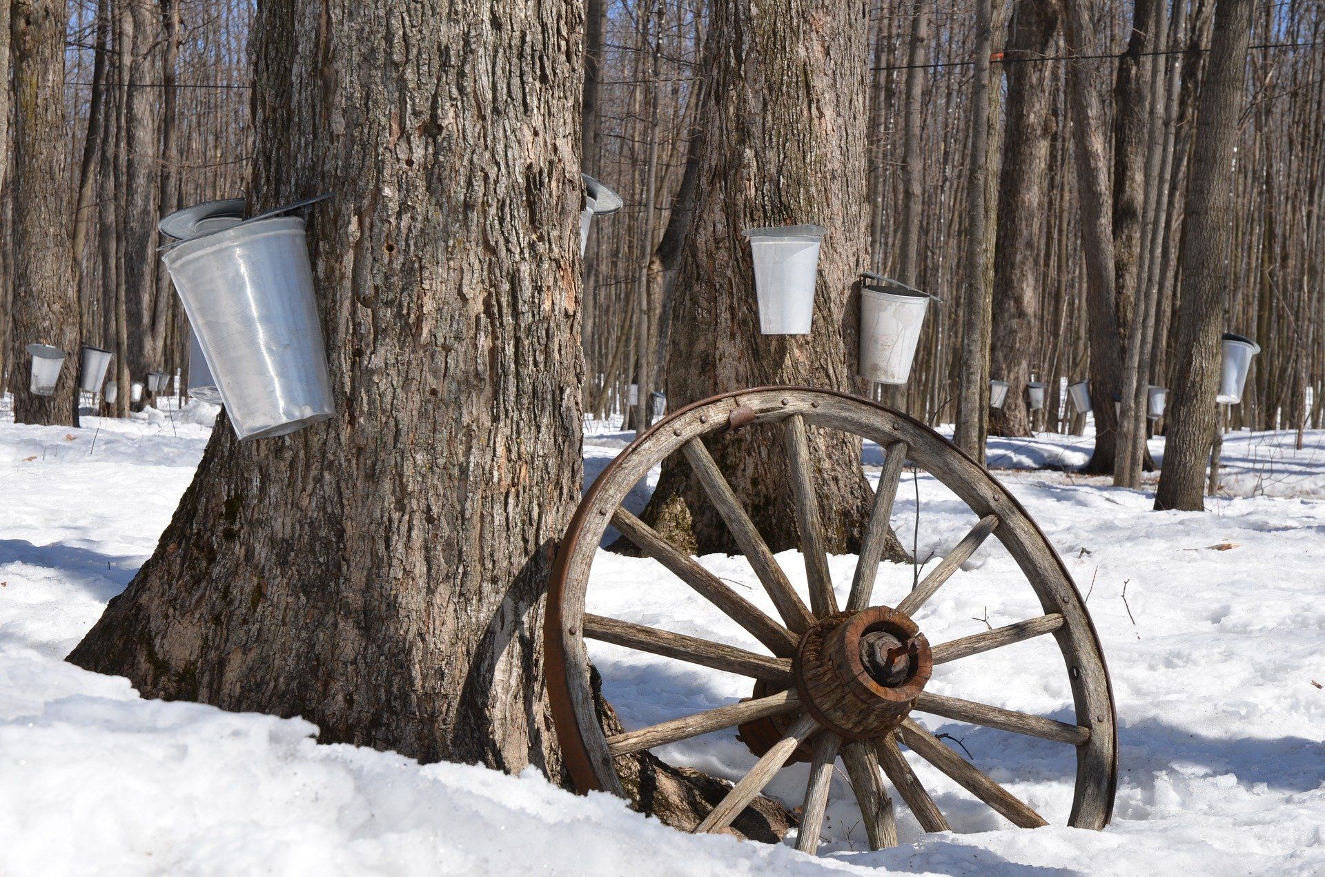 Image-cabane----sucre.jpg