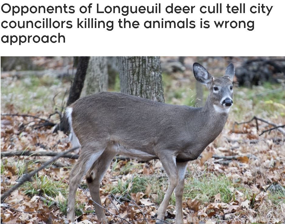 蒙特利尔南岸居民：杀鹿是错误的决定