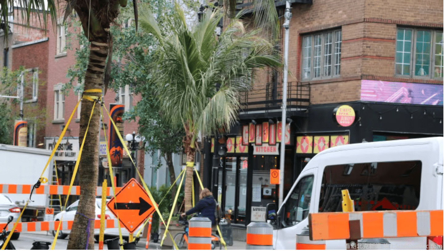 为了拍电影 蒙特利尔市中心种上了棕榈树