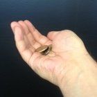 加拿大乞丐的尊严亦不容随便践踏