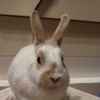 ?侏儒兔宝宝找新家啦！一个半月大，软萌好rua～
