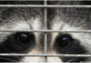 注意！魁省首次在猫身上查出浣熊狂犬病毒