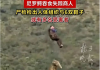 商人失踪疑被鳄鱼吞食 解剖发现鳄鱼肠内有6双鞋