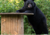 蒙特利尔Ecomuseum动物园的黑熊终于醒了