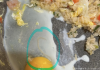 Costco鸡蛋发现寄生虫? 这锅蛋炒饭还能吃么? 大批网友破防!