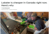 加拿大圣诞龙虾便宜了！价格下跌近20%