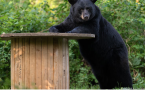蒙特利尔Ecomuseum动物园的黑熊终于醒了