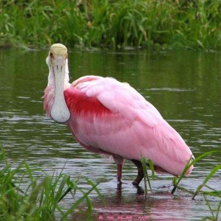 迈阿密沼泽公园1日游