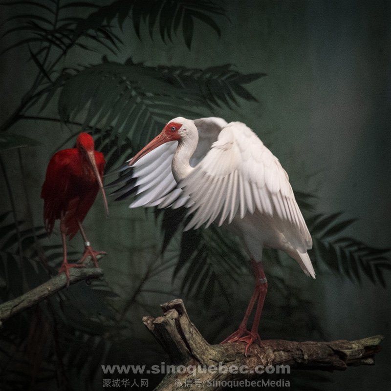 白红鸟1.jpg
