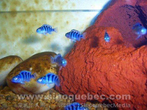 african-kenyi-cichlid-fry-very-nice-cichlids_3358589.jpg