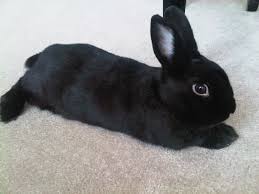 black rabbit.jpg