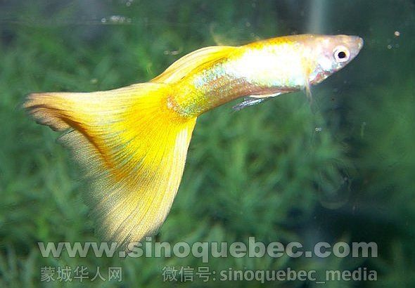 Yellow-Guppy.jpg