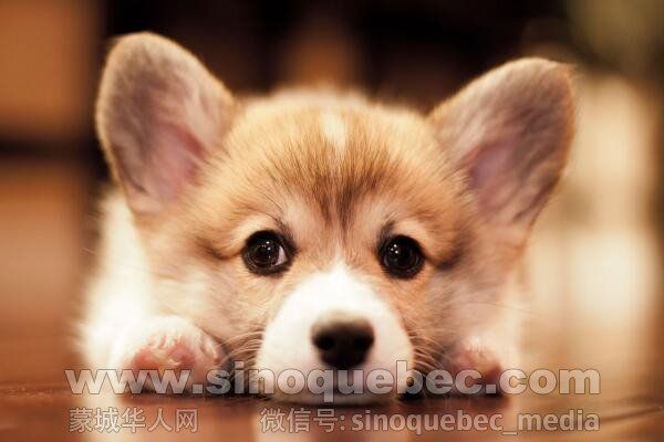 Cute-Miniature-Corgi-Puppies-Pictures.jpg