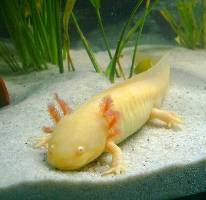 golden-axolotl-2142-p.jpg