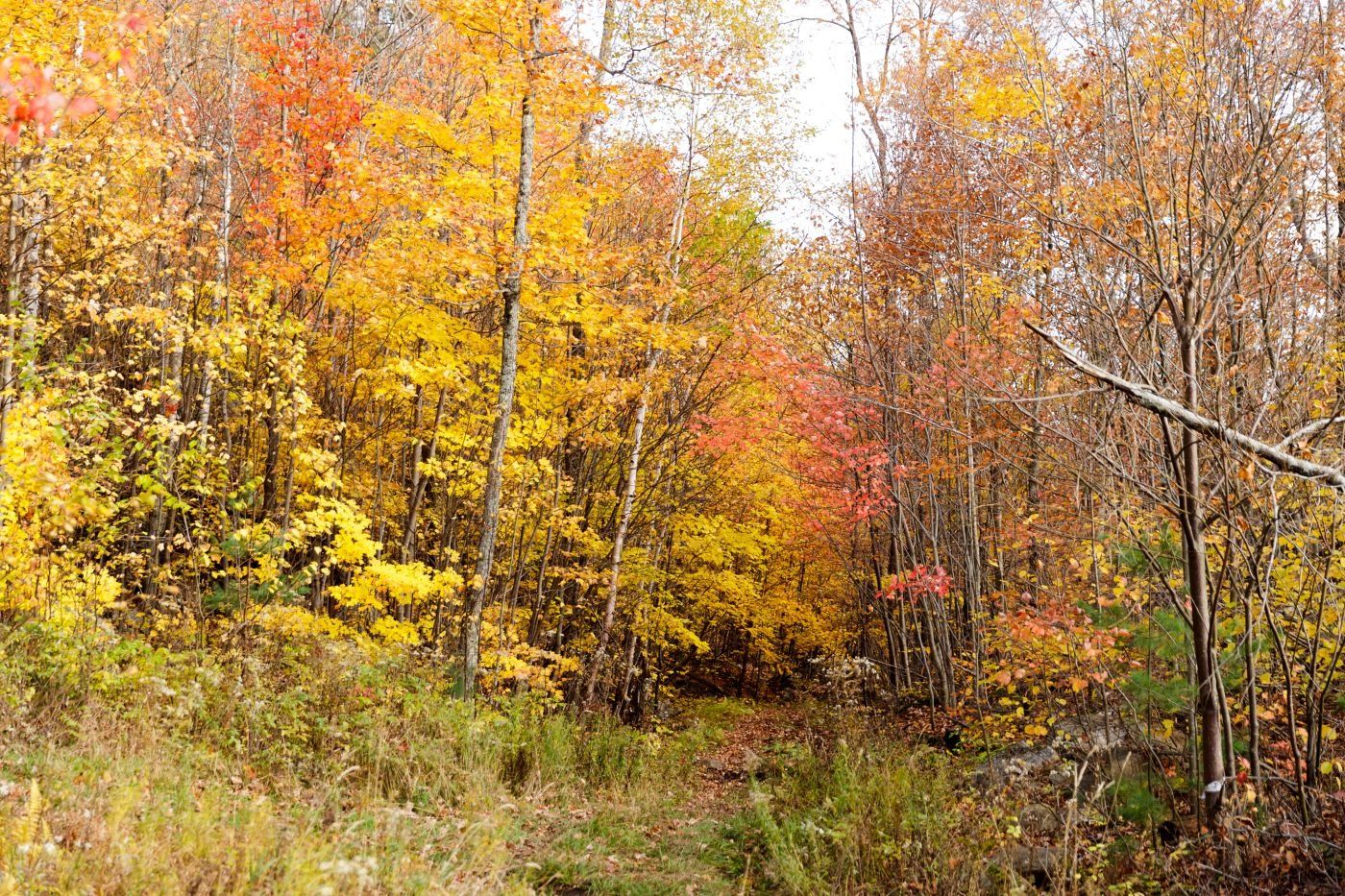 Montreal-Life-Photograpy-Sensen-Photography-mont-tremblant_13_ 拷貝.jpg