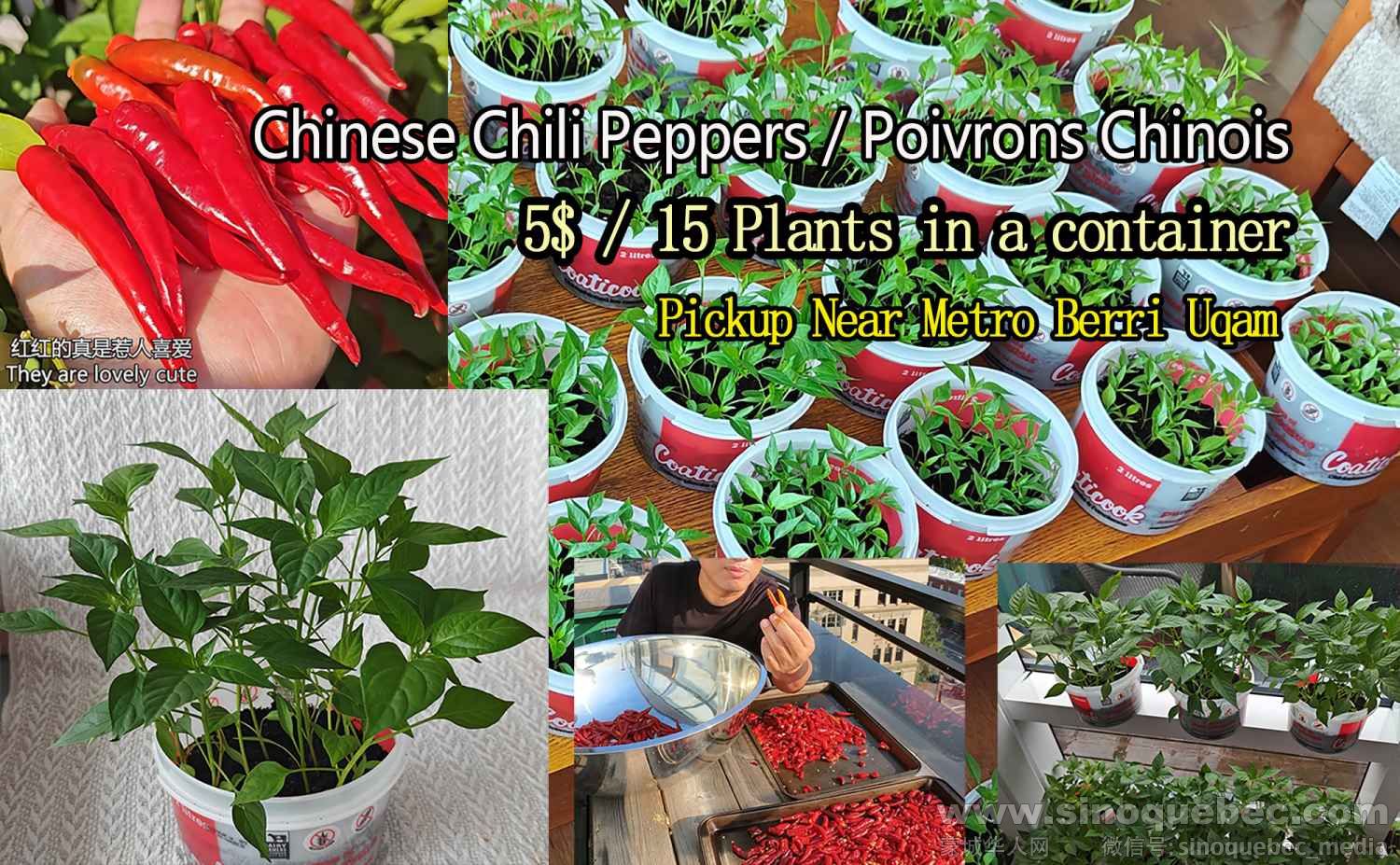 2025 Chili ad En.jpg