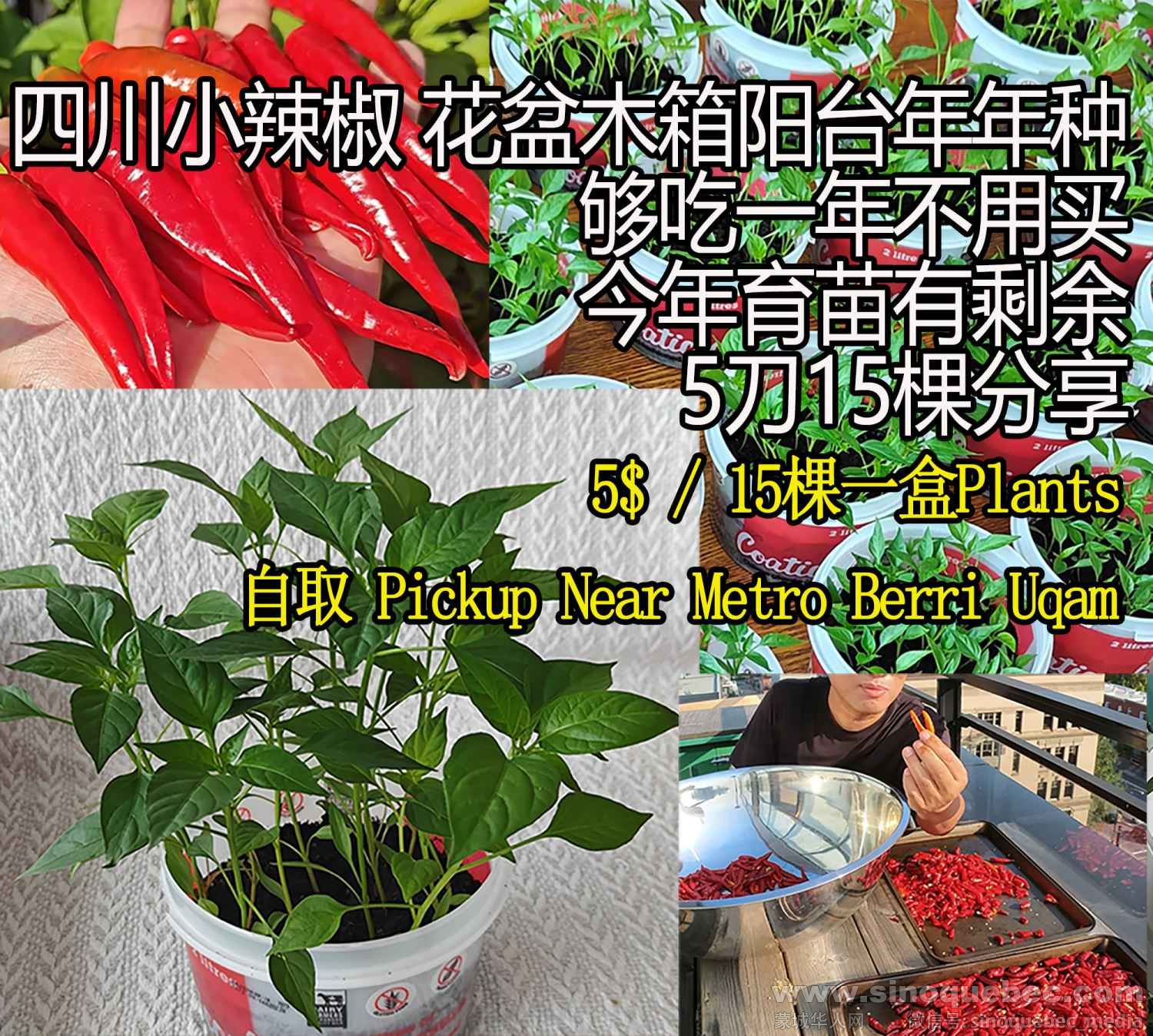 2025 Chili ad CH.jpg