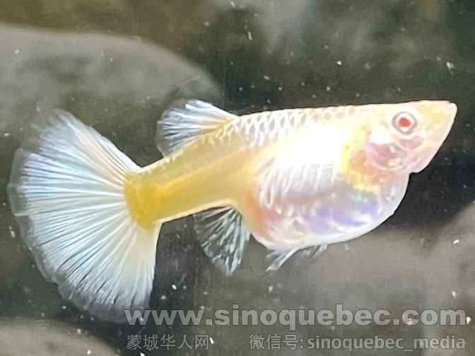 Guppy -- Albino Full Platinum Jun. 01G, 2025.jpg