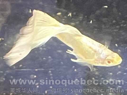 Guppy -- Albino Full Platinum Jun. 01F, 2025.jpg