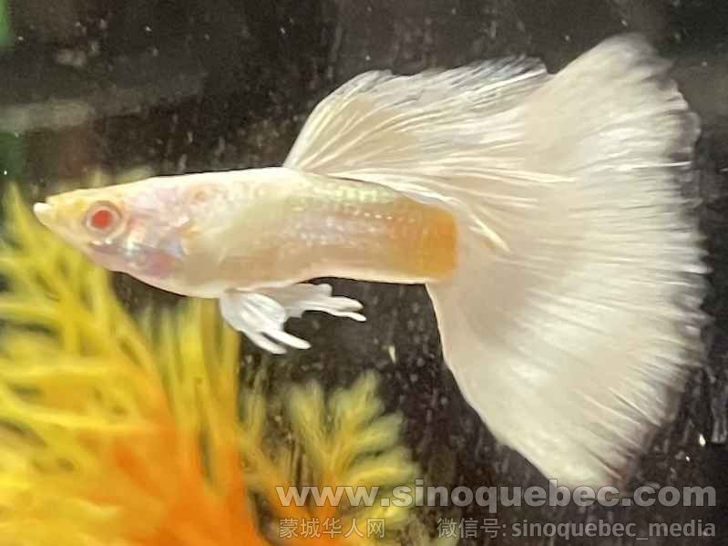 Guppy -- Albino Full Platinum Jun. 01B, 2025.jpg