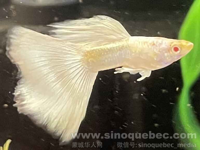 Guppy -- Albino Full Platinum Jun. 01A, 2025 .jpg