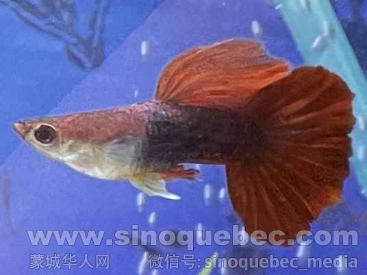 菊花帆3.jpg