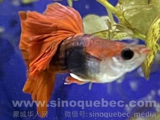 菊花帆1.jpg