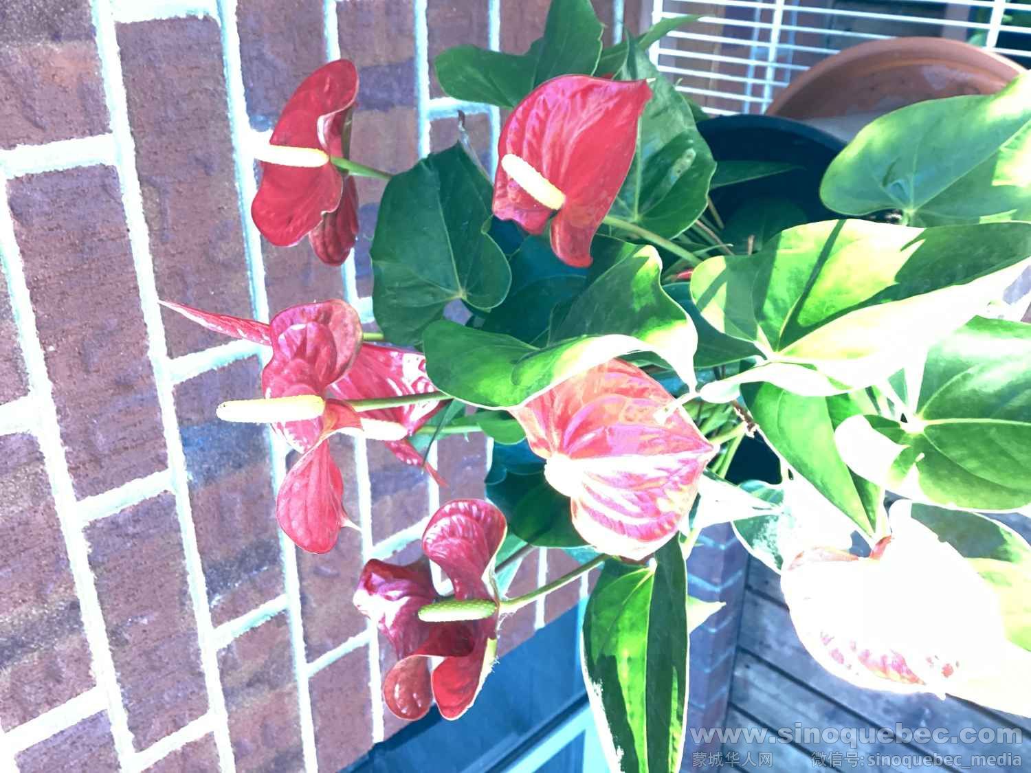 IMG_0051.jpeg