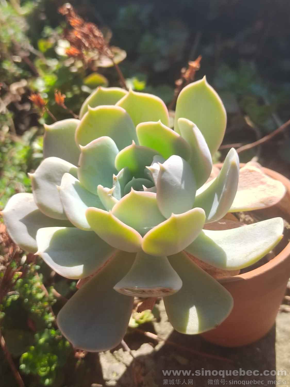 直径约10cm，带盆