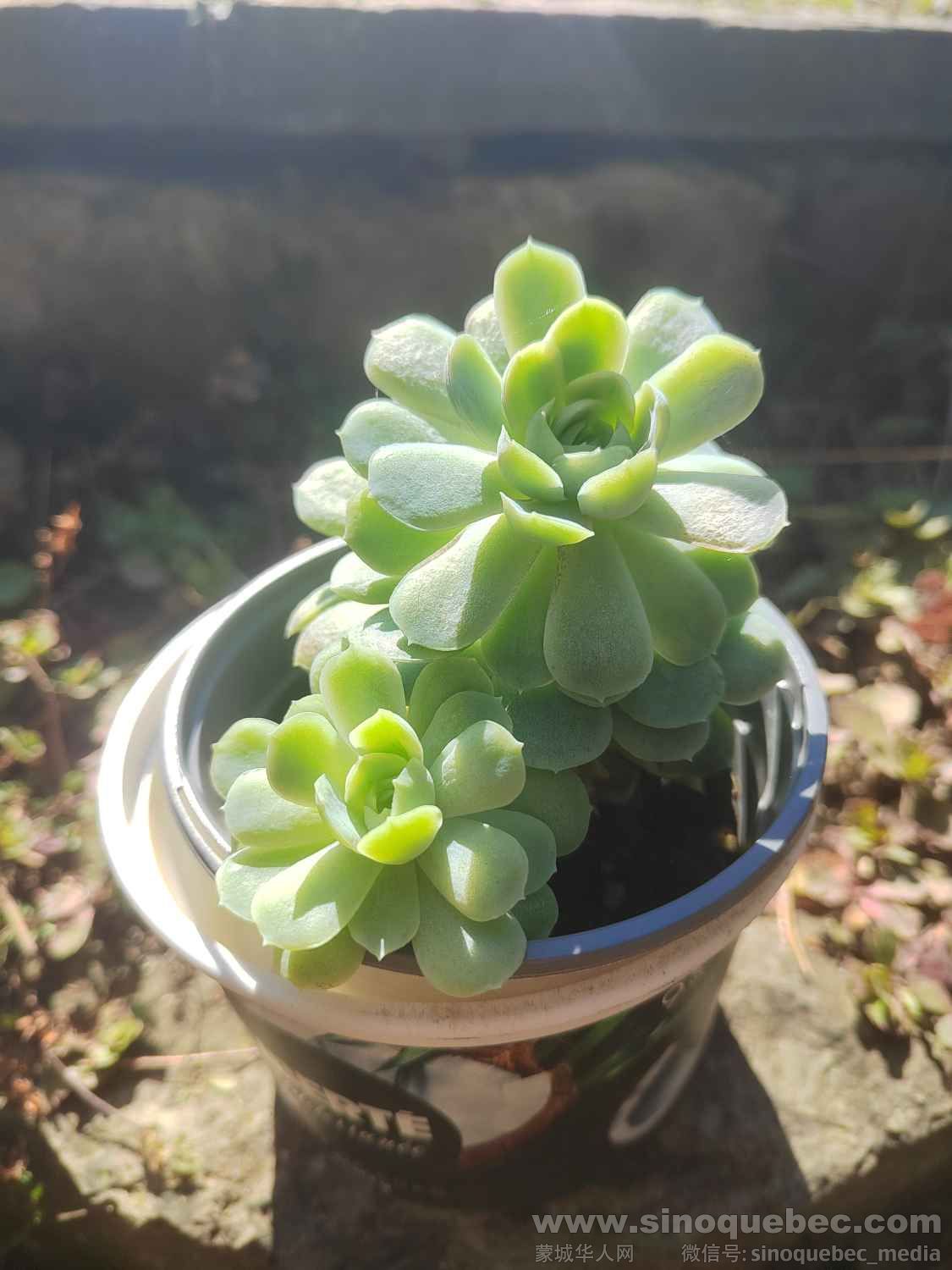 一盆2棵，20刀，带盆