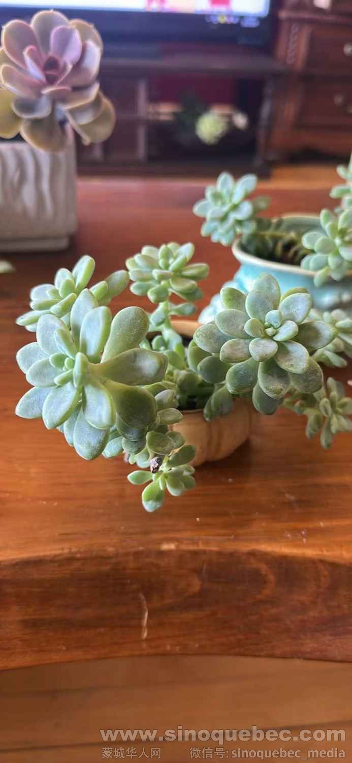 25刀，带花盆