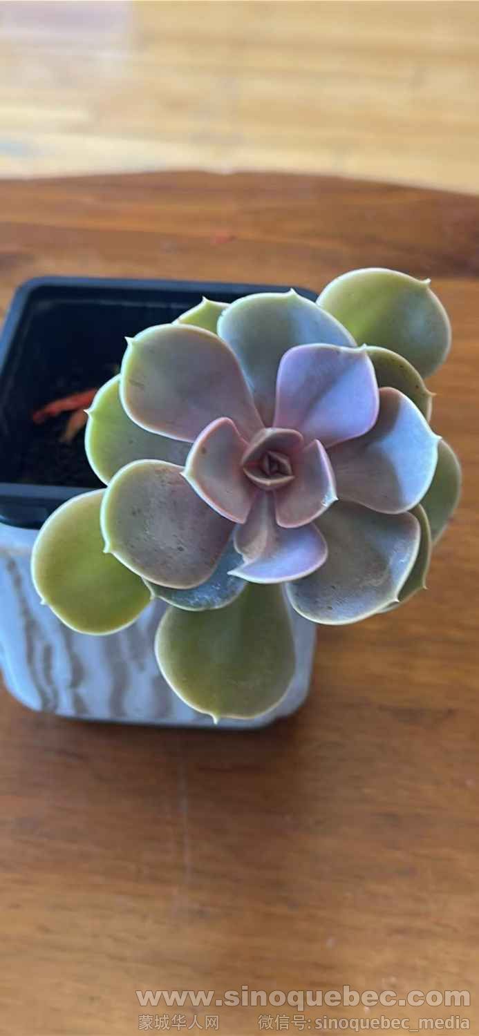 15刀，带花盆