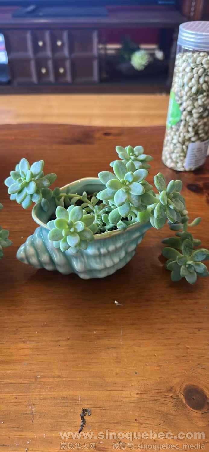 25刀，带花盆