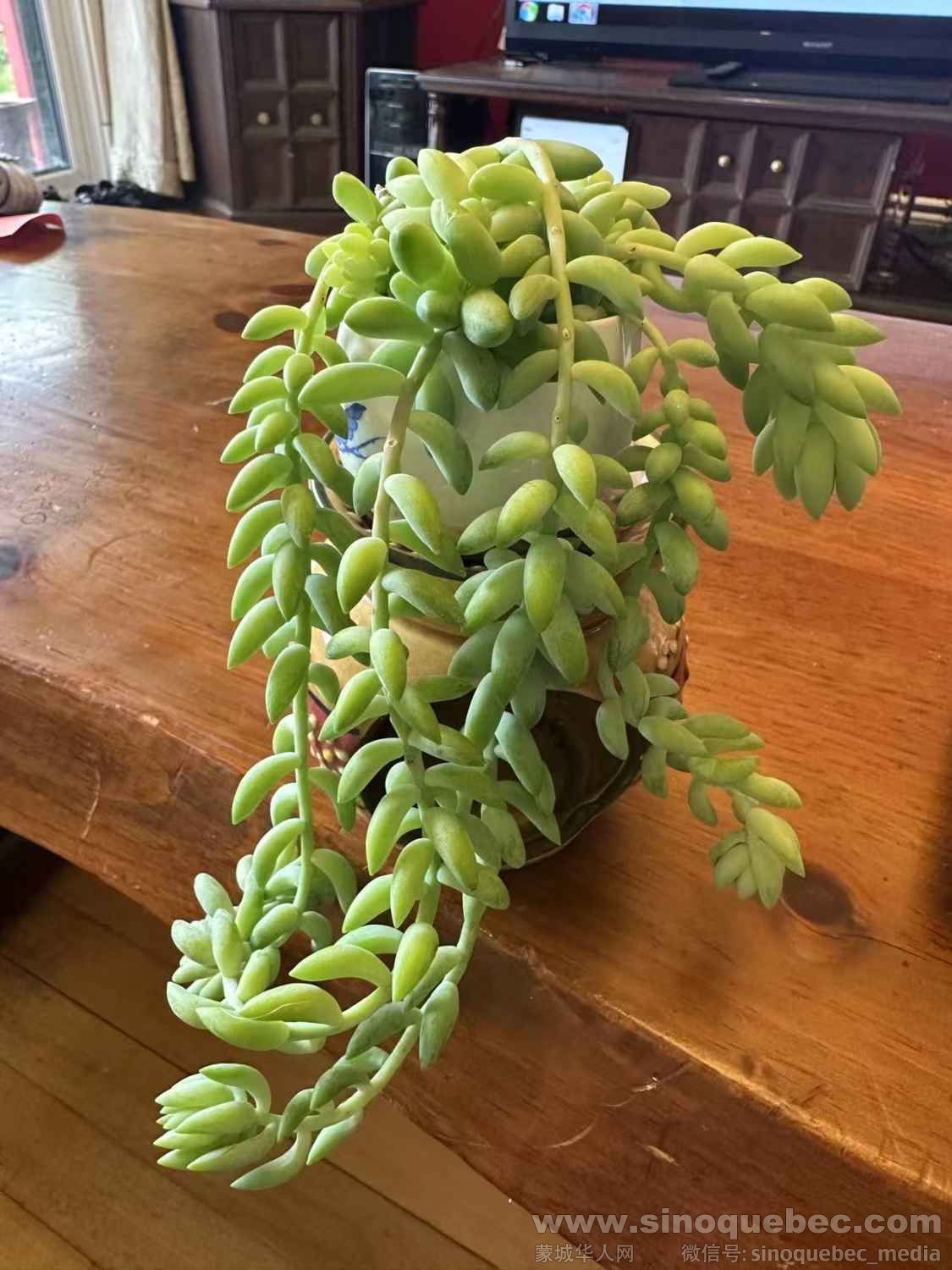 15刀，带花盆