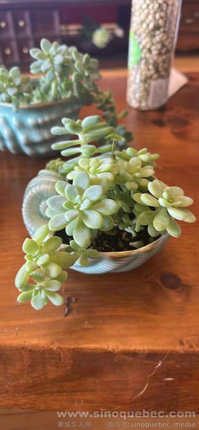 12刀，带花盆