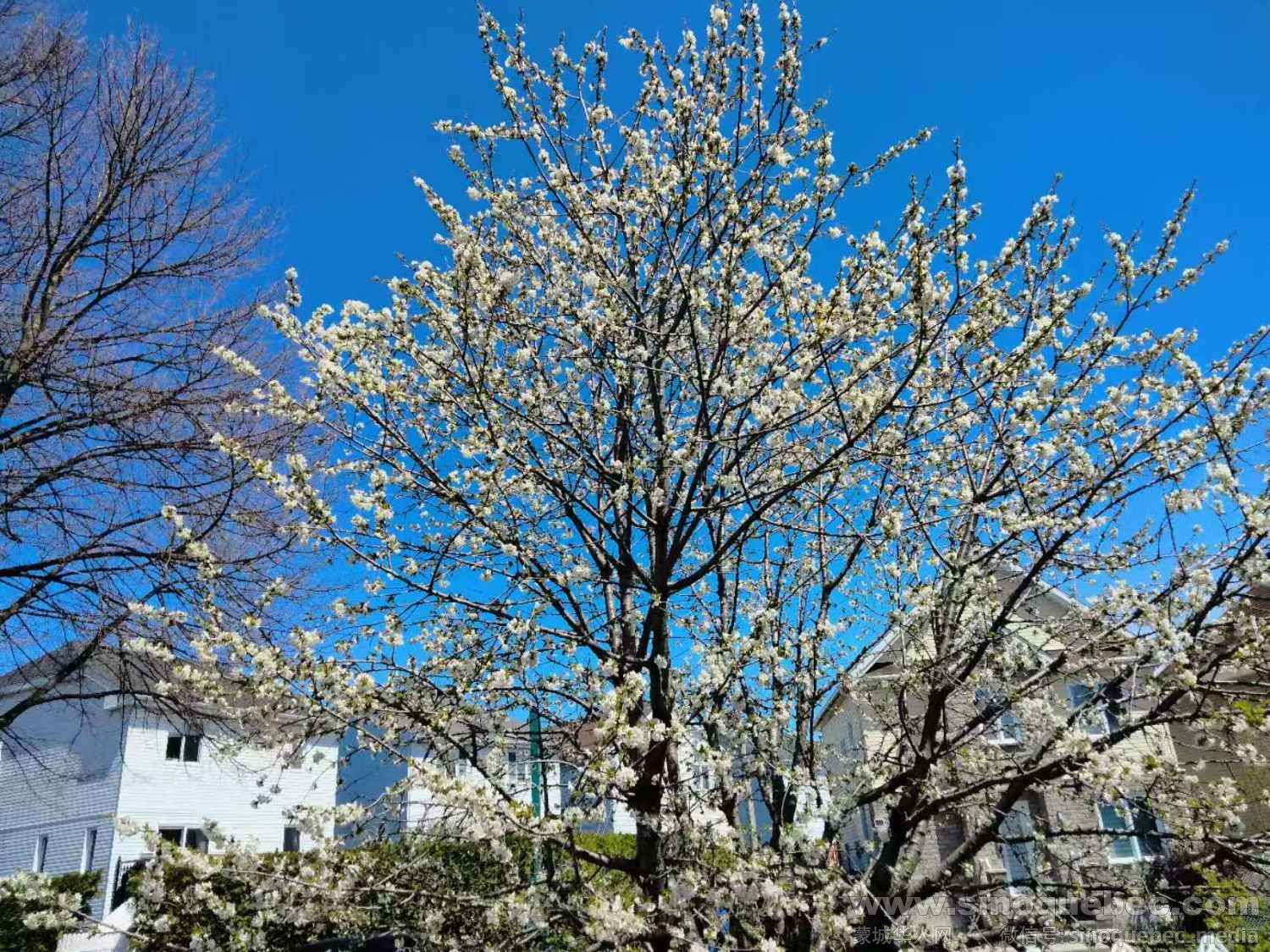 樱桃树开花