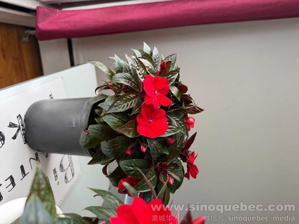 IMG_0331.jpeg