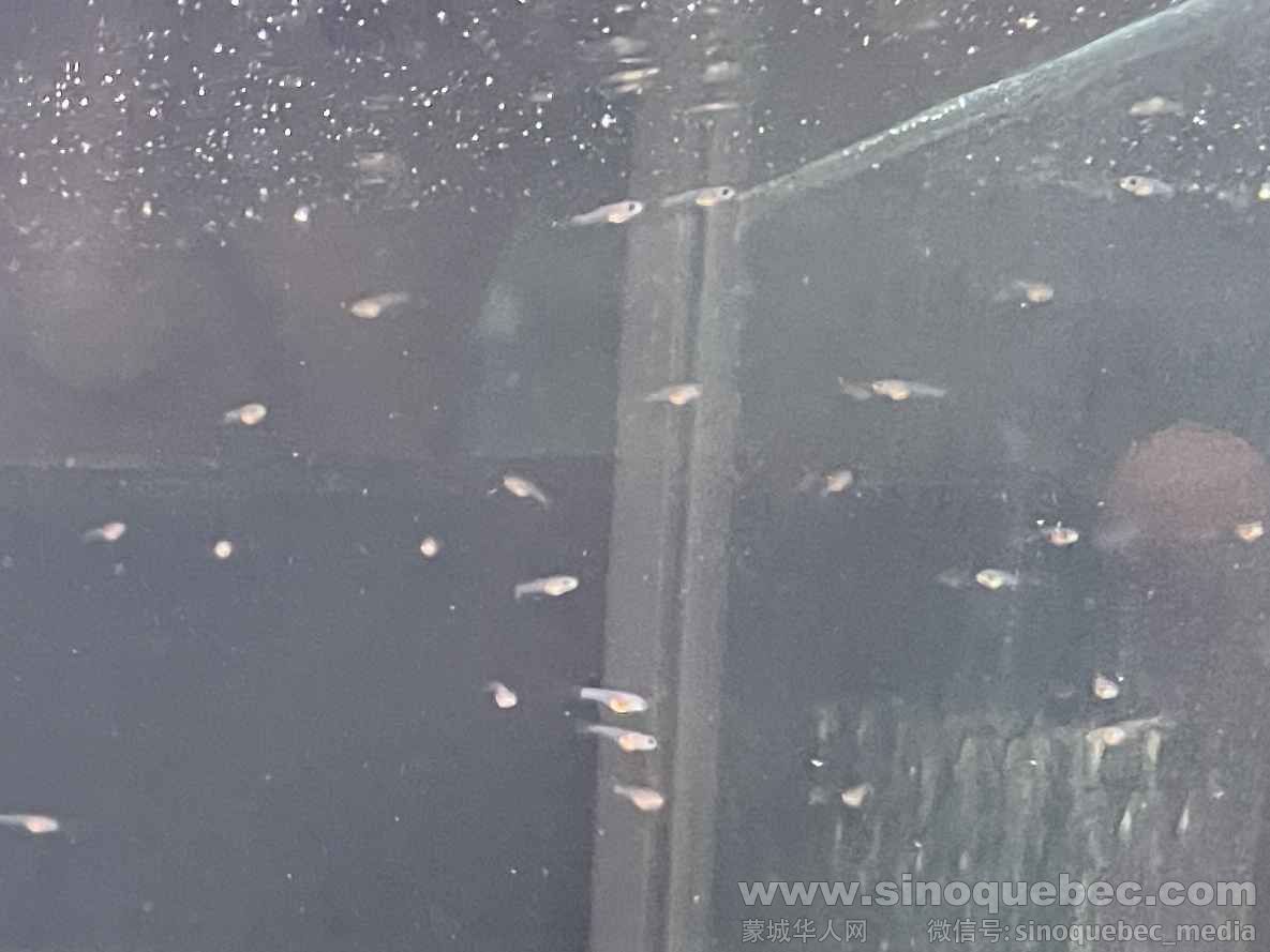 Guppy 4.jpg