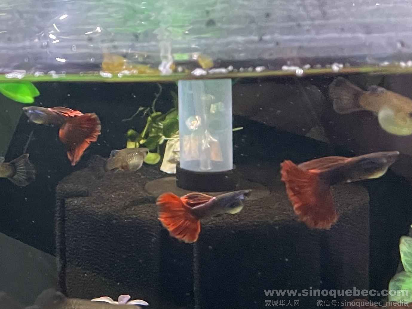 Guppy 3.jpg