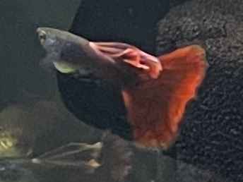 Guppy 2.jpg