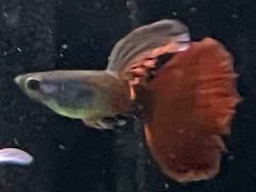 Guppy 1.jpg