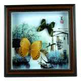 蝴蝶标本艺术 (3).jpg