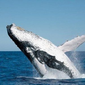 加拿大东西海岸观鲸指南
