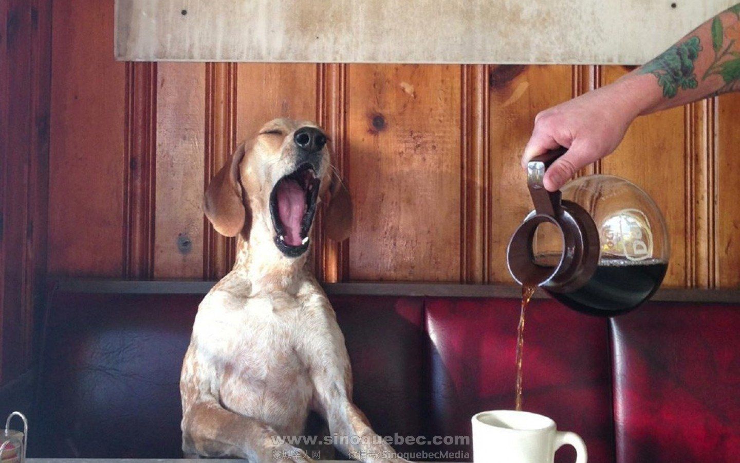 蒙城第一家“狗狗主题咖啡店”即将隆重登场！