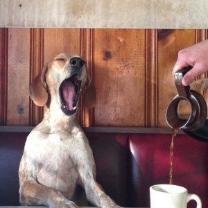 蒙城第一家“狗狗主题咖啡店”即将隆重登场！