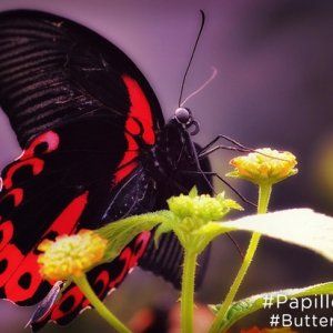 2015年蒙特利尔蝴蝶展