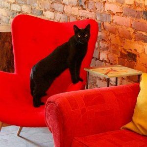 蒙城第一家素食猫咖啡馆