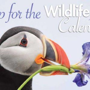 Wildlife 2016免费挂历