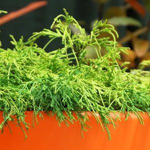 蒙特利尔观赏园艺展