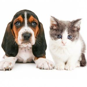 第16届蒙特利尔宠物展